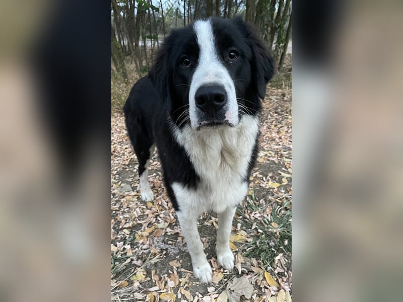 Sloan, geb. ca. 01/2022, lebt in GRIECHENLAND, auf einem Gelände, auf dem die Hunde notdürftig verso