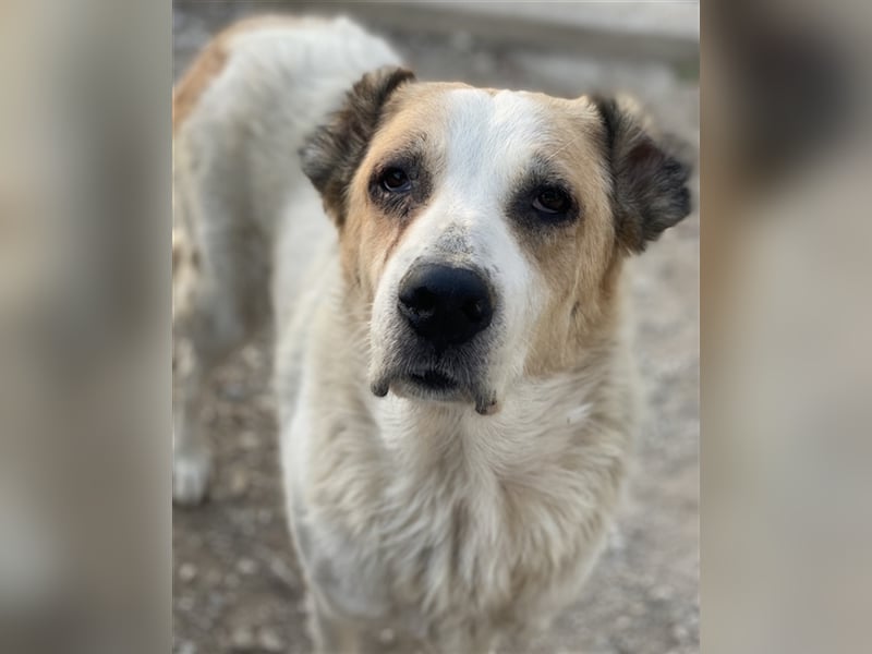 Jorma, geb. ca. 03/2016, lebt in GRIECHENLAND, im städt. Tierheim Serres