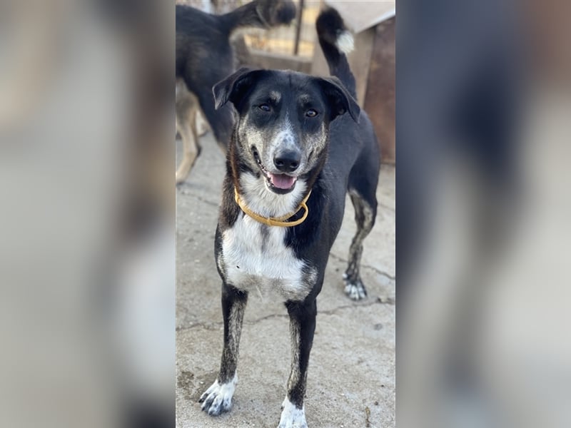 Mareen, geb. 12/2017, lebt in GRIECHENLAND, im städt. Tierheim Serres