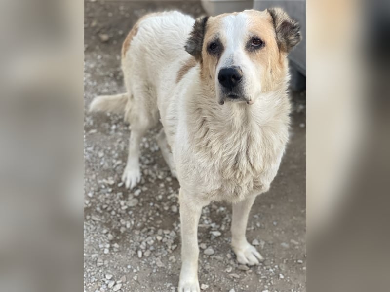 Jorma, geb. ca. 03/2016, lebt in GRIECHENLAND, im städt. Tierheim Serres