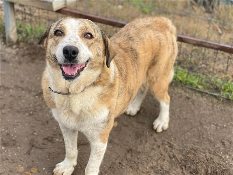 Philina, geb. ca. 11/2019, lebt in GRIECHENLAND, im städt. Tierheim Serres