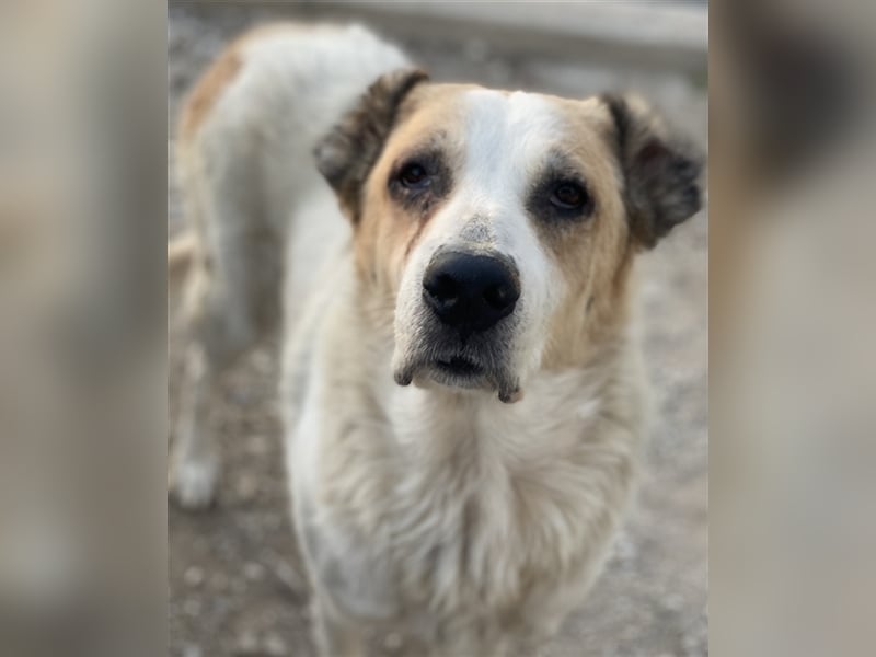 Jorma, geb. ca. 03/2016, lebt in GRIECHENLAND, im städt. Tierheim Serres