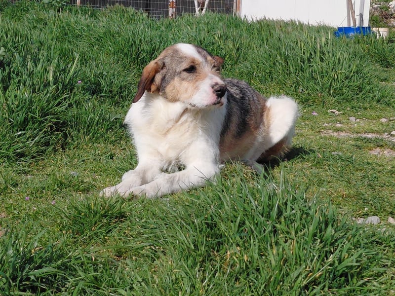 Überlebenskämpferin Hara sucht ihr Für-immer-Zuhause ❤️