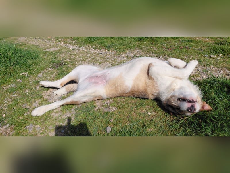 Überlebenskämpferin Hara sucht ihr Für-immer-Zuhause ❤️