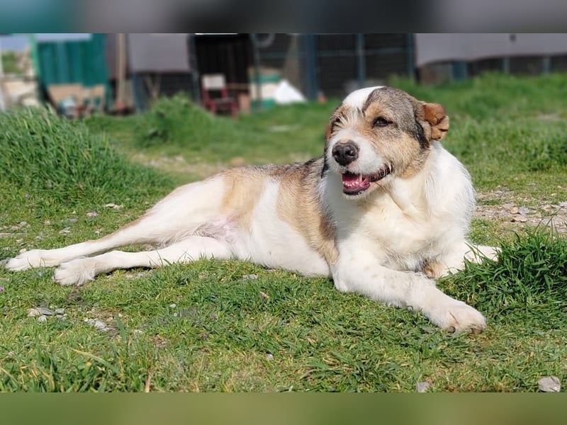 Überlebenskämpferin Hara sucht ihr Für-immer-Zuhause ❤️