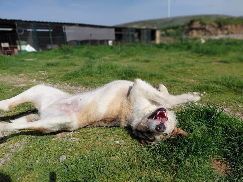 Überlebenskämpferin Hara sucht ihr Für-immer-Zuhause ❤️
