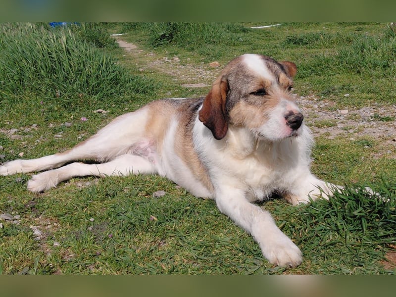 Überlebenskämpferin Hara sucht ihr Für-immer-Zuhause ❤️