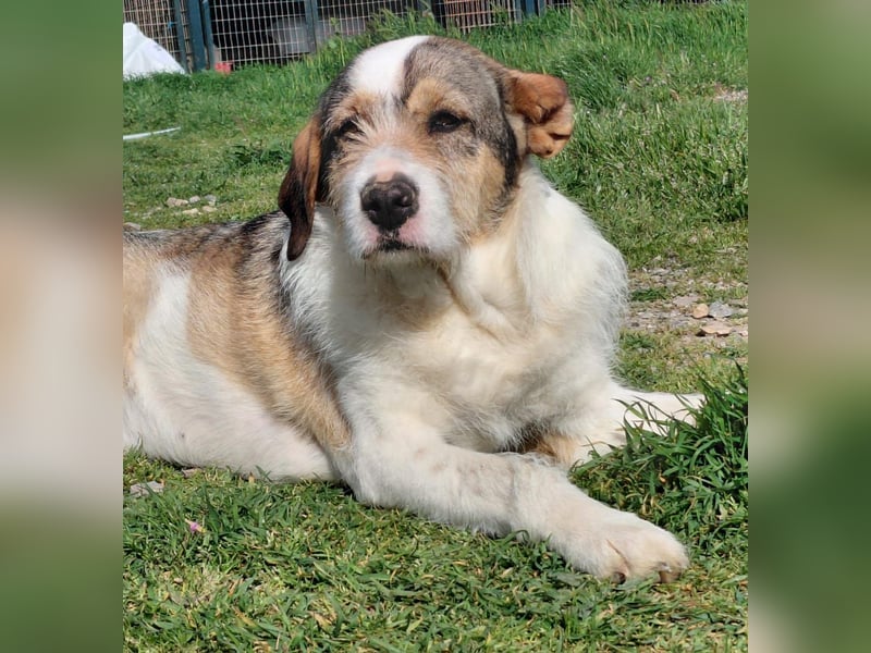 Überlebenskämpferin Hara sucht ihr Für-immer-Zuhause ❤️