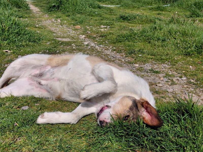 Überlebenskämpferin Hara sucht ihr Für-immer-Zuhause ❤️