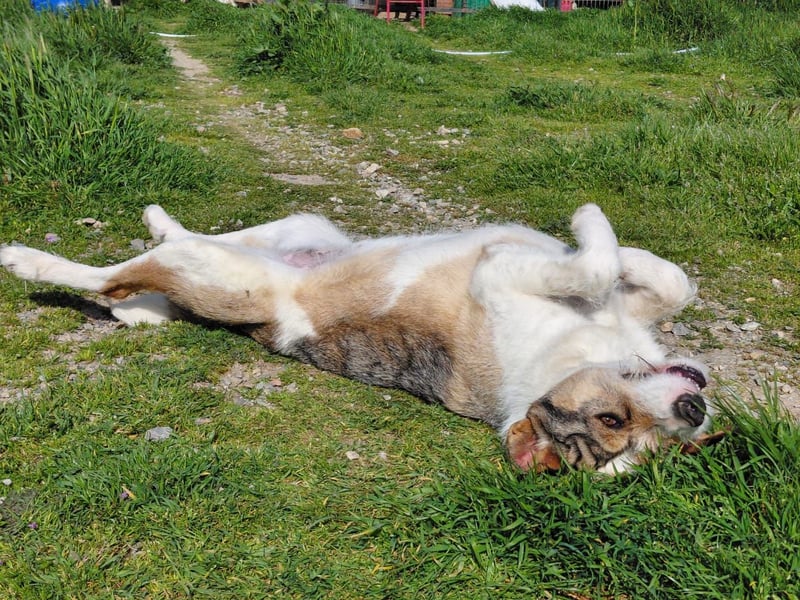 Überlebenskämpferin Hara sucht ihr Für-immer-Zuhause ❤️