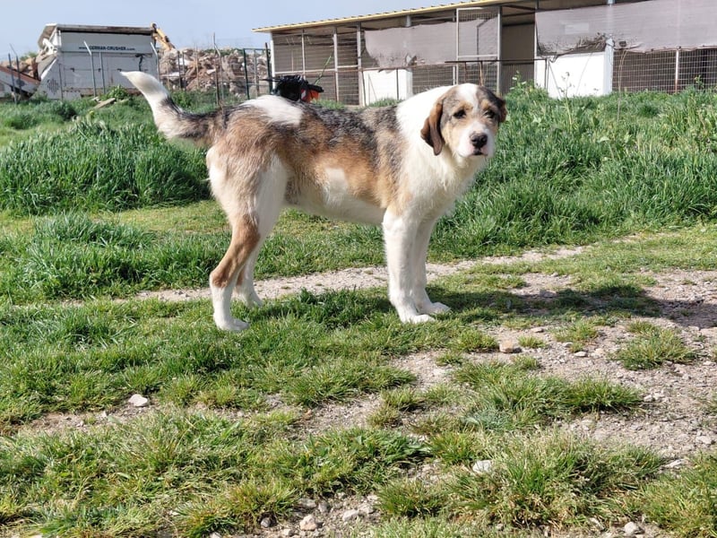 Überlebenskämpferin Hara sucht ihr Für-immer-Zuhause ❤️