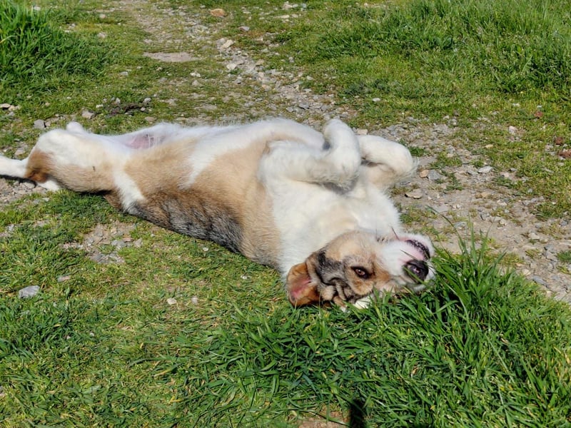 Überlebenskämpferin Hara sucht ihr Für-immer-Zuhause ❤️