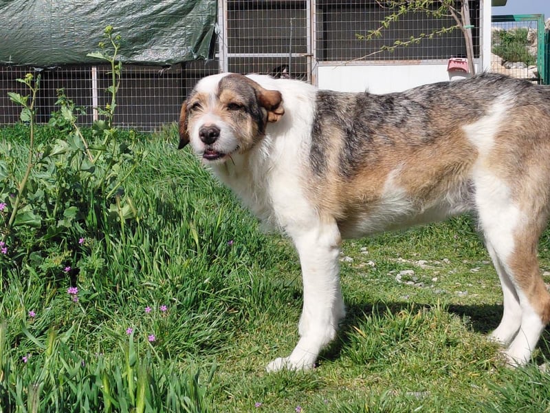 Überlebenskämpferin Hara sucht ihr Für-immer-Zuhause ❤️