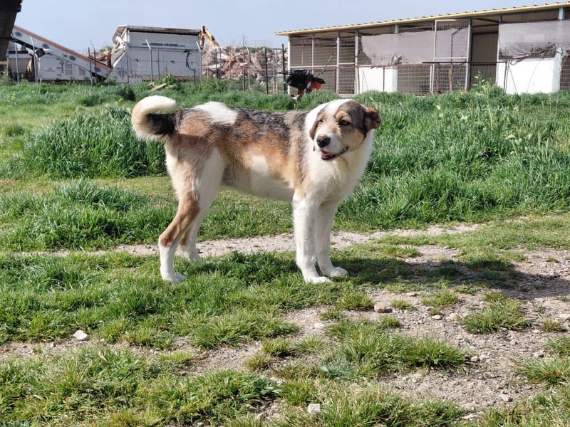 Überlebenskämpferin Hara sucht ihr Für-immer-Zuhause ❤️