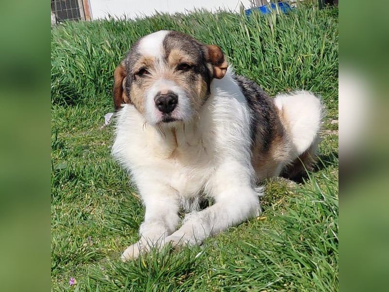 Überlebenskämpferin Hara sucht ihr Für-immer-Zuhause ❤️