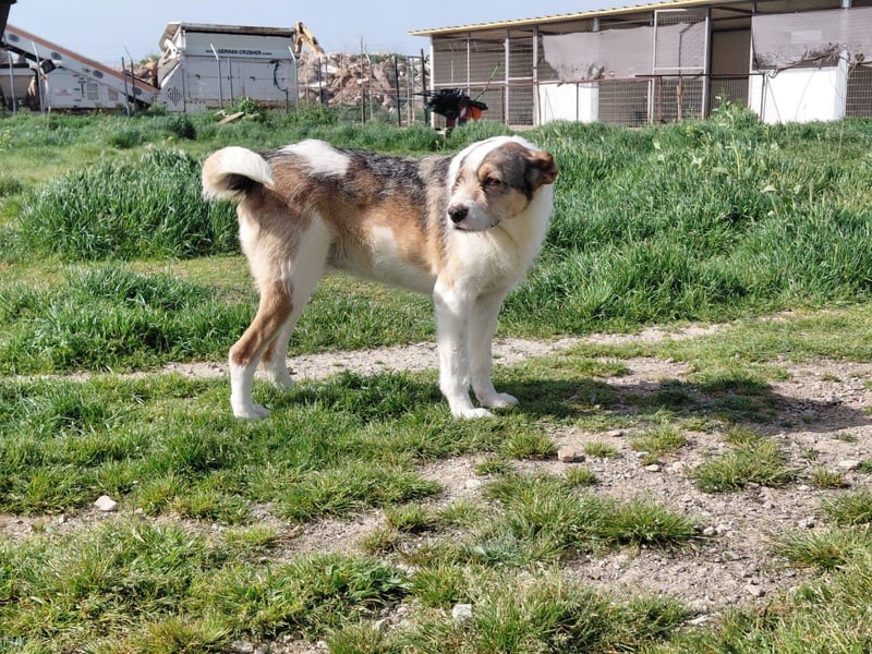 Überlebenskämpferin Hara sucht ihr Für-immer-Zuhause ❤️