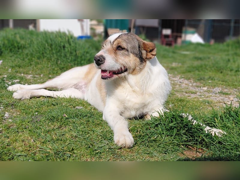 Überlebenskämpferin Hara sucht ihr Für-immer-Zuhause ❤️