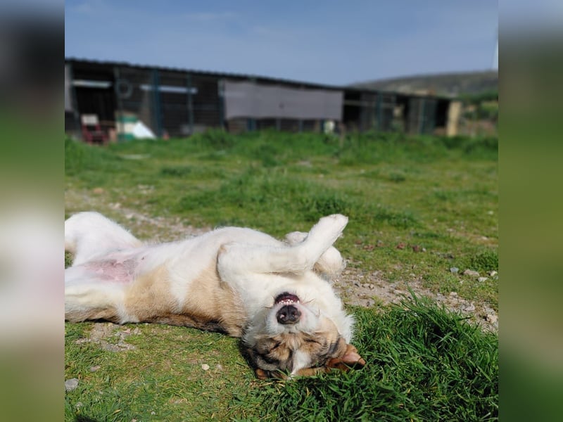 Überlebenskämpferin Hara sucht ihr Für-immer-Zuhause ❤️
