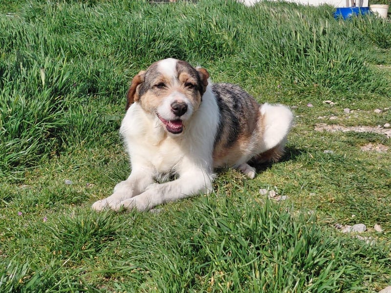 Überlebenskämpferin Hara sucht ihr Für-immer-Zuhause ❤️