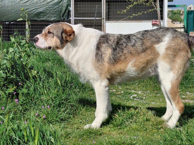 Überlebenskämpferin Hara sucht ihr Für-immer-Zuhause ❤️