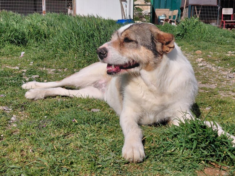 Überlebenskämpferin Hara sucht ihr Für-immer-Zuhause ❤️