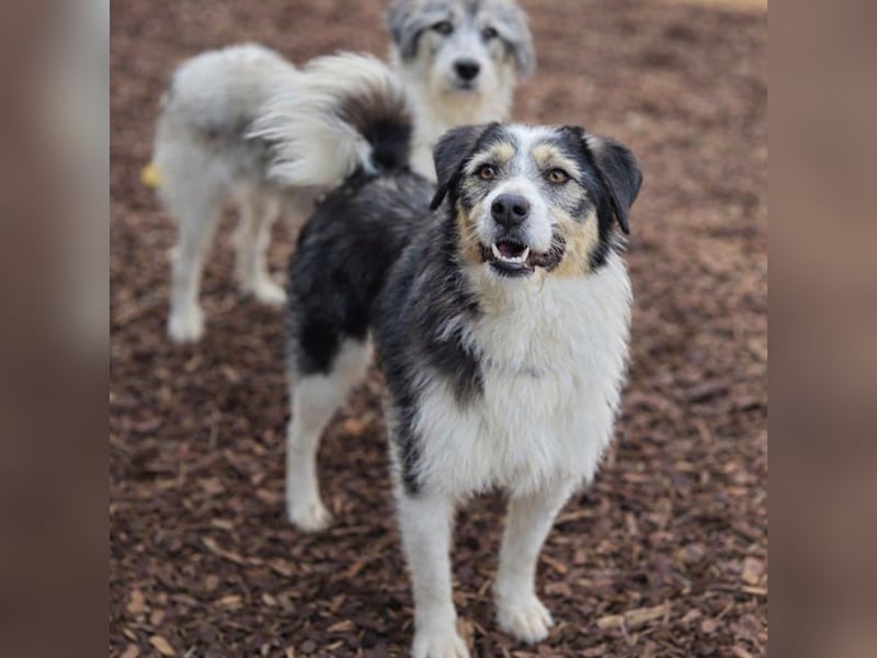 Filip - ein Hund zum verlieben
