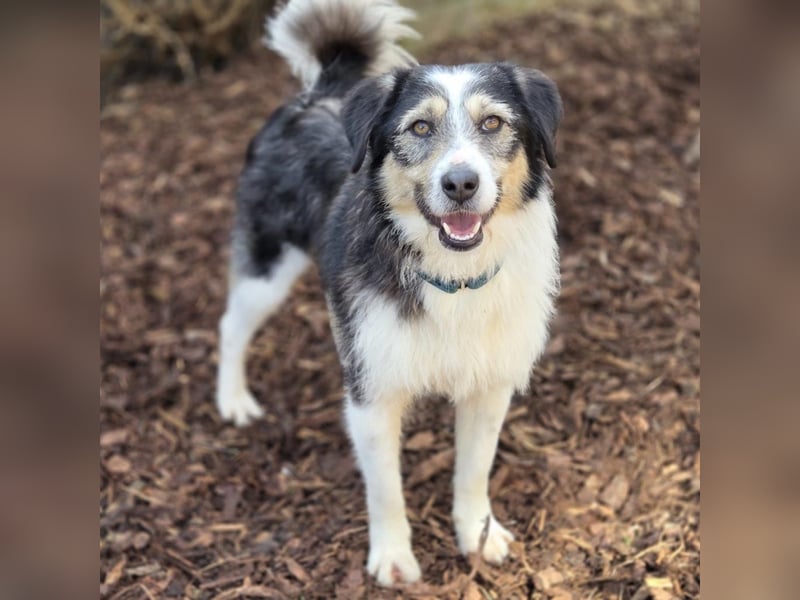 Filip - ein Hund zum verlieben