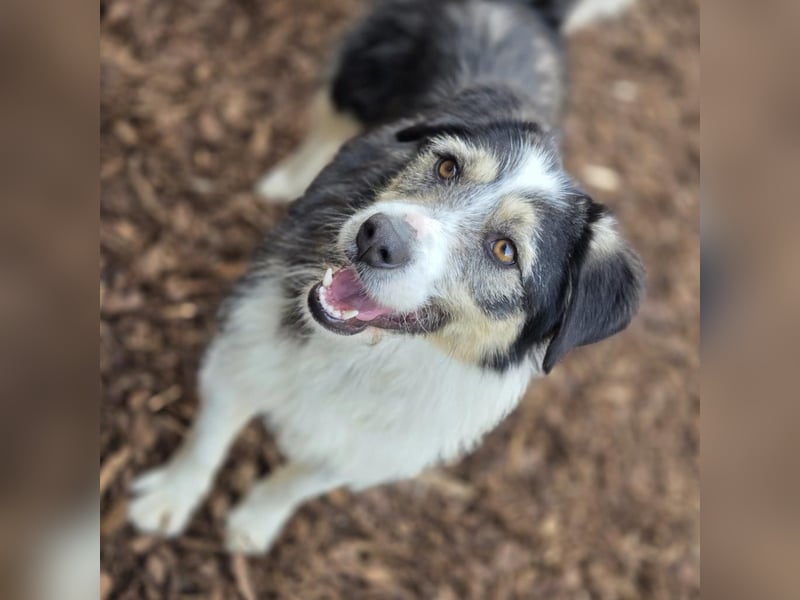 Filip - ein Hund zum verlieben