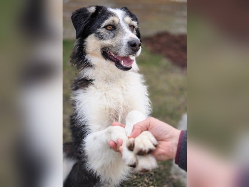 Filip - ein Hund zum verlieben