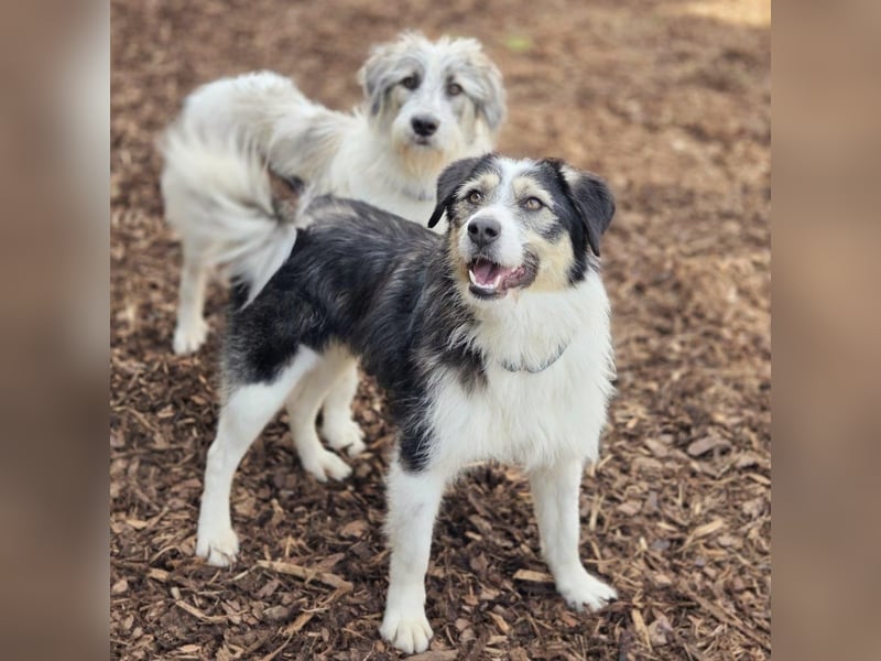 Filip - ein Hund zum verlieben