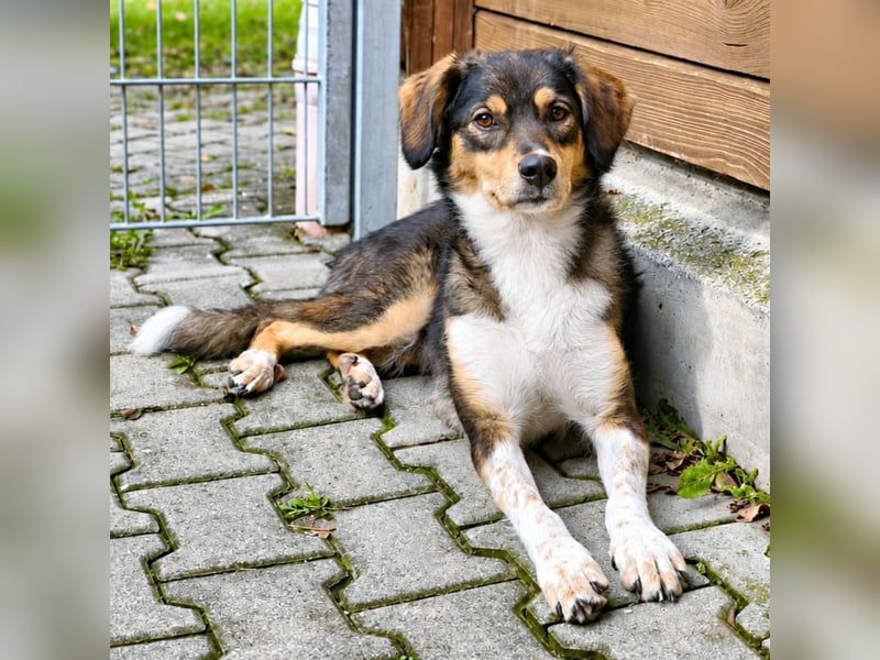Shelly – lebensfrohe, aktive Mischlingshündin sucht Menschen fürs Leben!