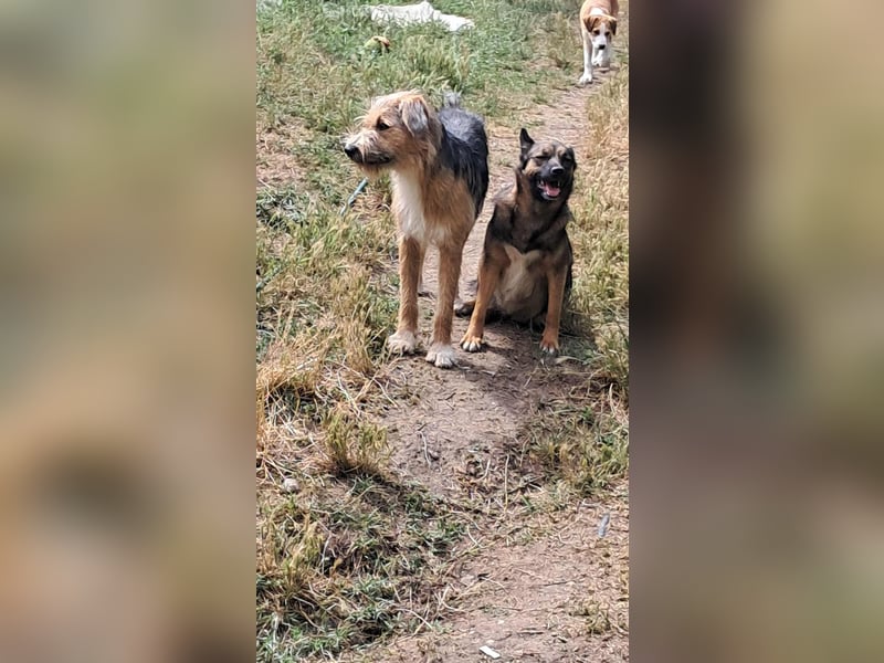 Zesar, freundlicher junger Mann sucht Zuhause!