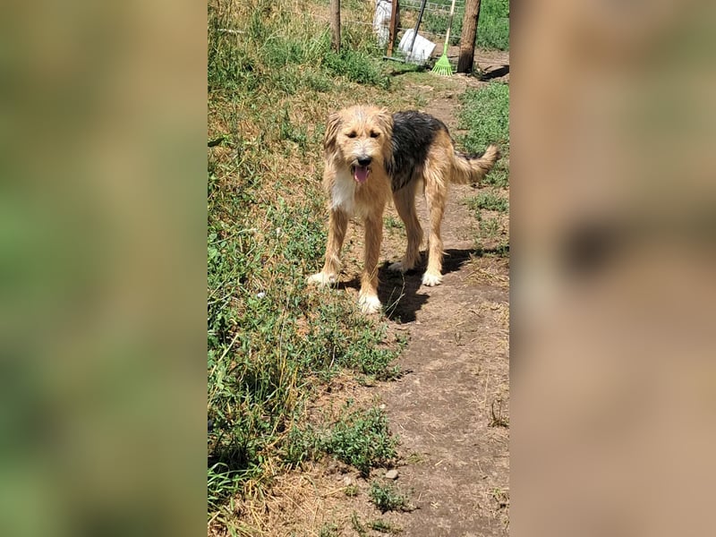 Zesar, freundlicher junger Mann sucht Zuhause!