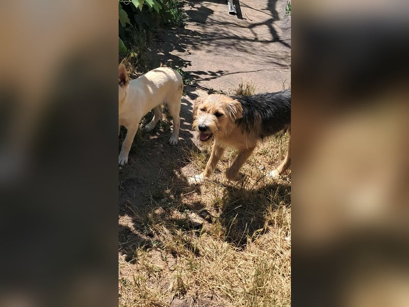 Zesar, freundlicher junger Mann sucht Zuhause!