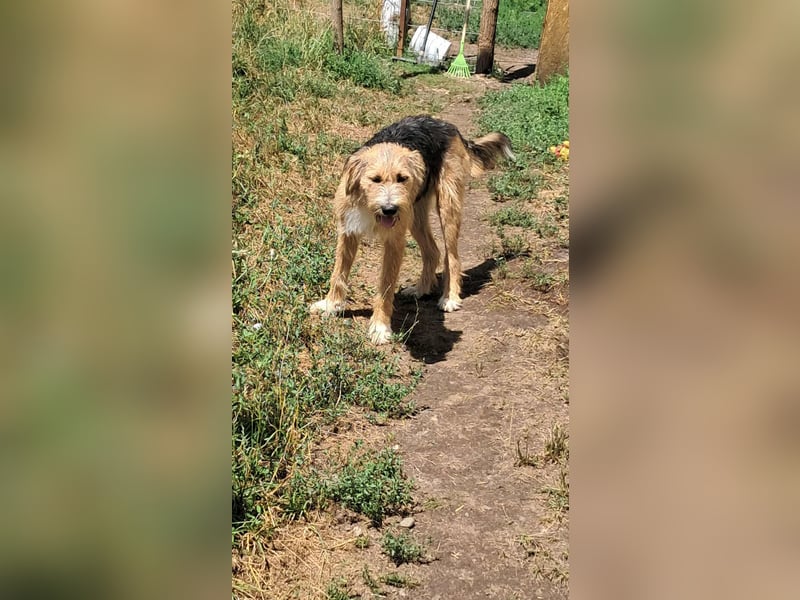 Zesar, freundlicher junger Mann sucht Zuhause!