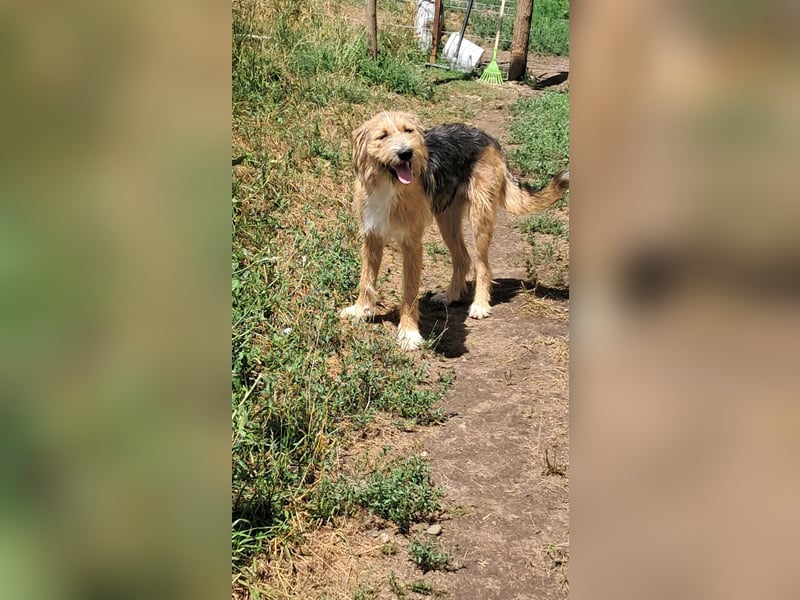 Zesar, freundlicher junger Mann sucht Zuhause!