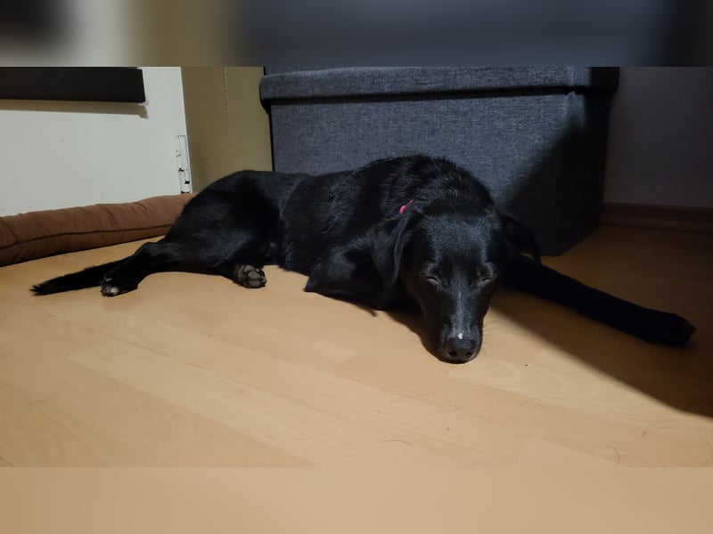 Jamie, schöner und absolut lieber Rüde