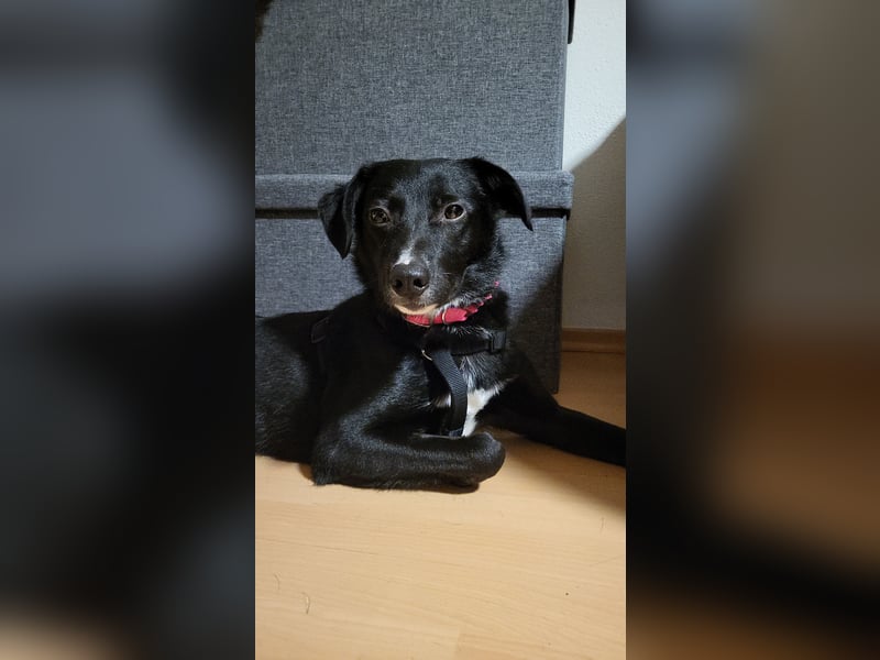 Jamie, schöner und absolut lieber Rüde