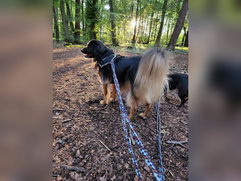 Bruno - kleiner Schmusebär sucht seine Familie