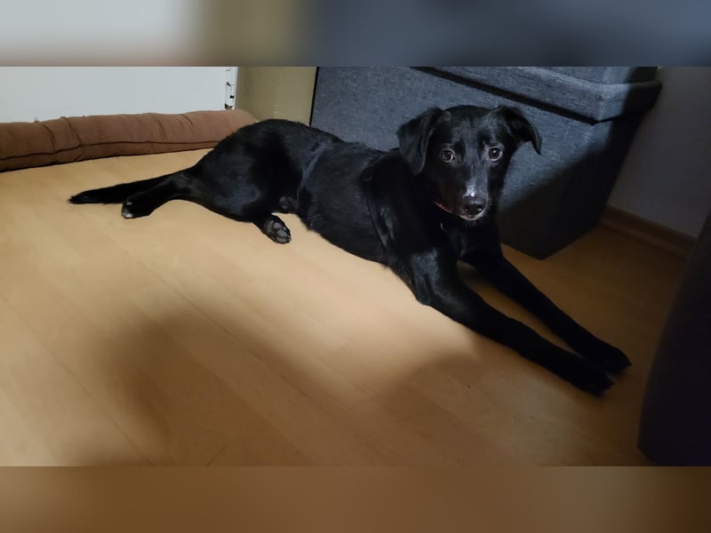 Jamie, schöner und absolut lieber Rüde