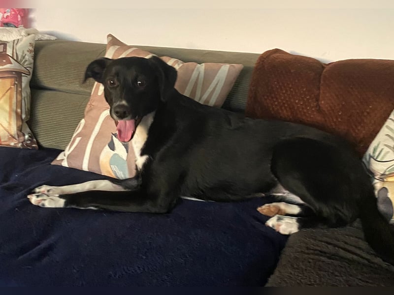 Joy, wunderbare Hündin