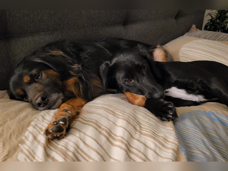 Bruno - kleiner Schmusebär sucht seine Familie