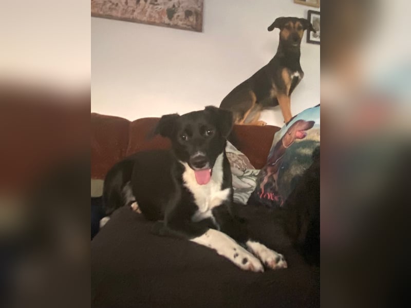 Joy, wunderbare Hündin