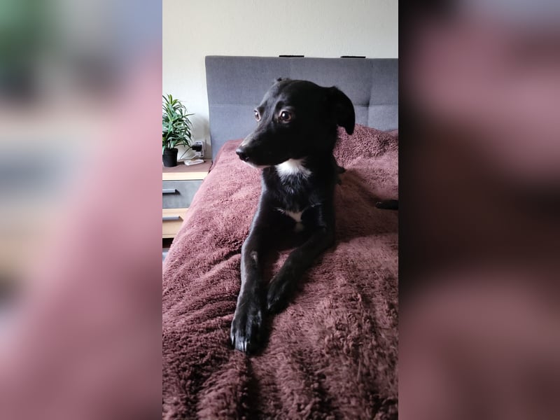 Jamie, schöner und absolut lieber Rüde