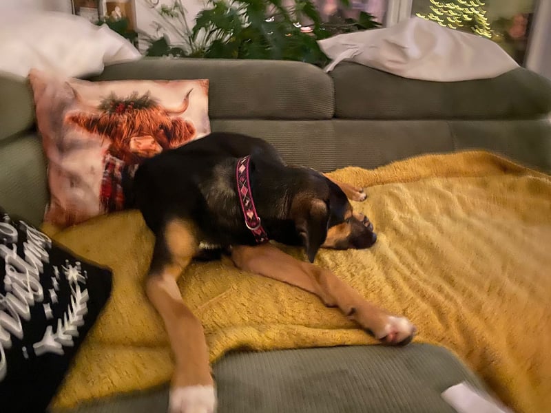 Jenna – bereit für ihr eigenes Zuhause