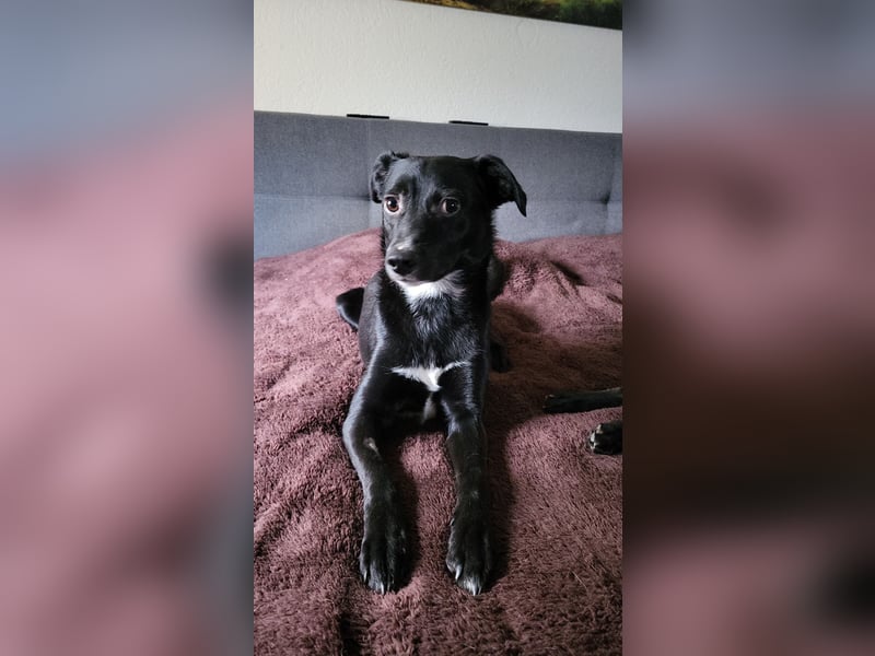 Jamie, schöner und absolut lieber Rüde