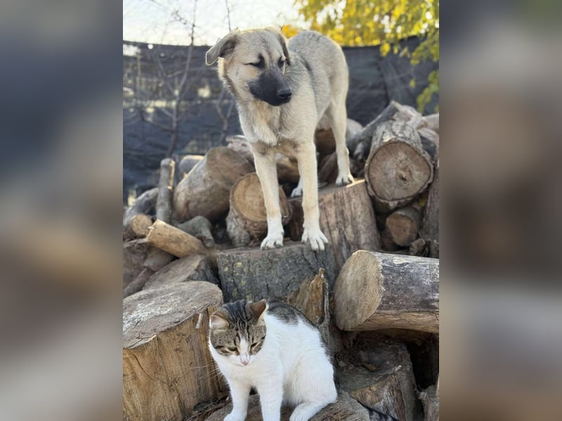 Clementine, schmusige Hündin