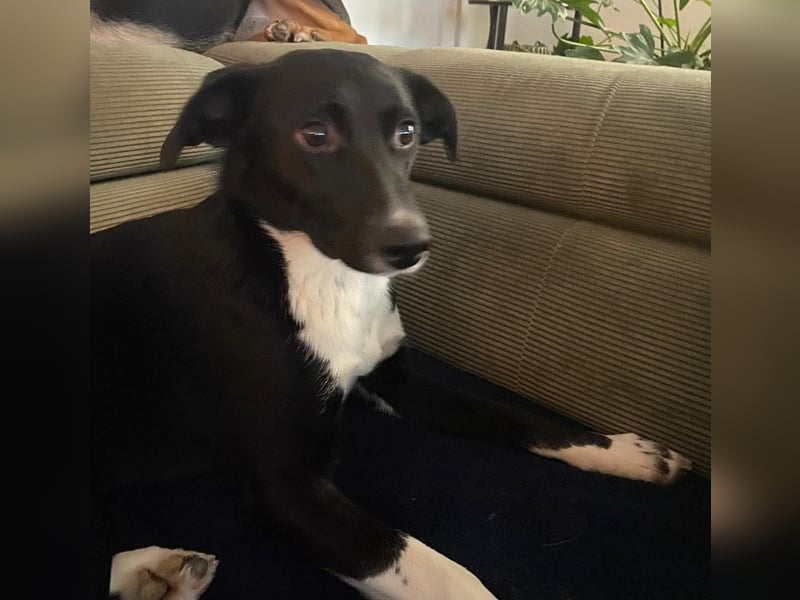 Joy, wunderbare Hündin