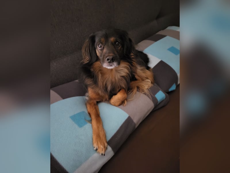 Bruno - kleiner Schmusebär sucht seine Familie