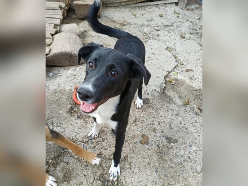 Joy, wunderbare Hündin